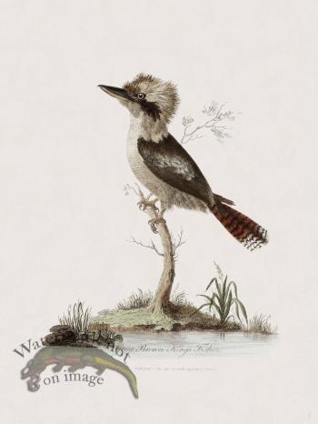 2 New Holland Caffowary